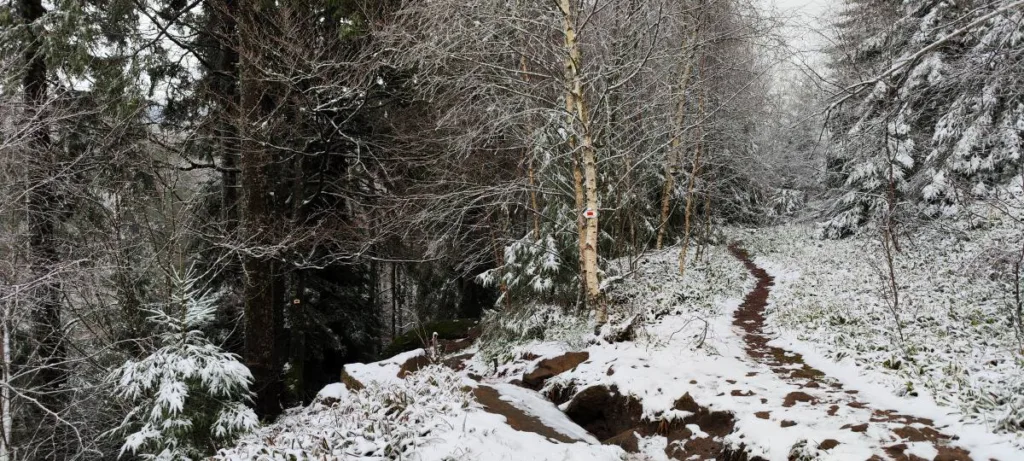 Donon Vogesen 2024– Wandern auf dem Berg der gefrorenen Winde