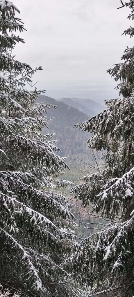 Donon Vogesen 2024– Wandern auf dem Berg der gefrorenen Winde